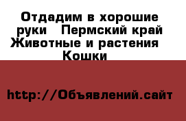 Отдадим в хорошие руки - Пермский край Животные и растения » Кошки   